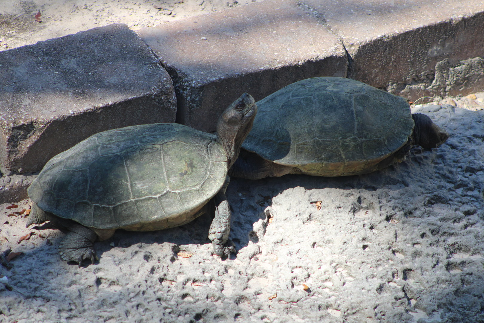 Giant Asian Pond Turtles (Heosemys grandis)