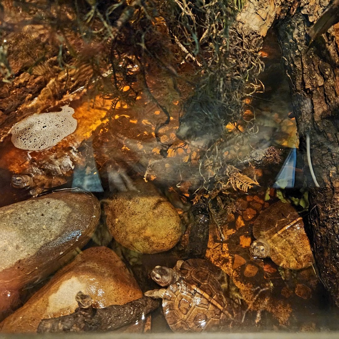 Giant Asian Pond Turtles (Heosemys grandis)