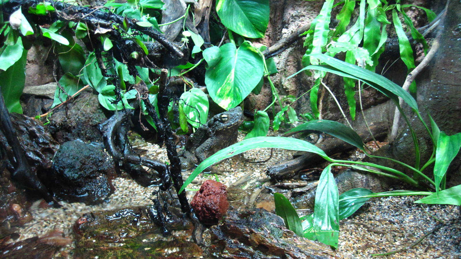 Giant Asian Toad, Fragile Forest exhibit