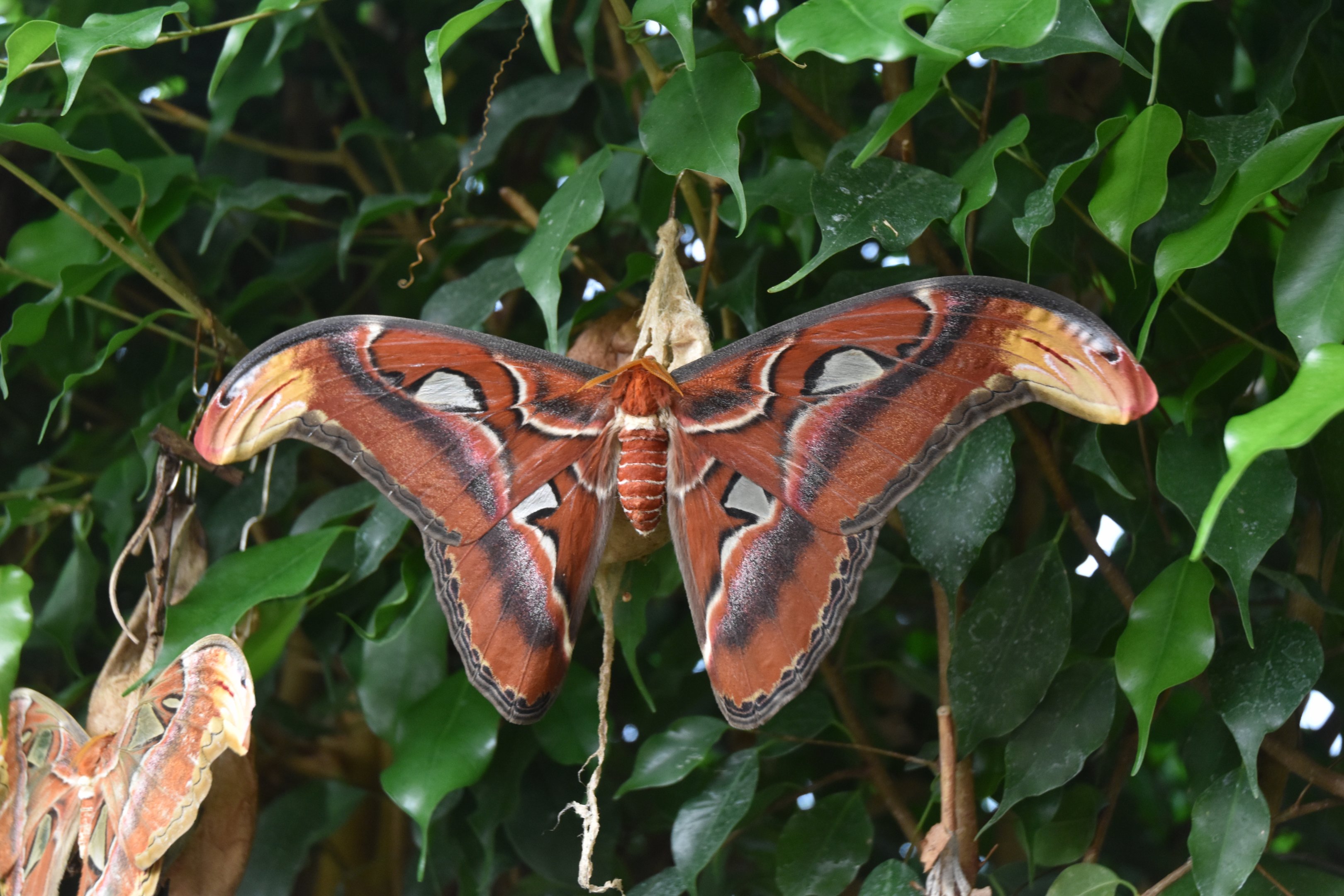 Giant Atlas Moth at London, 22nd June 2024