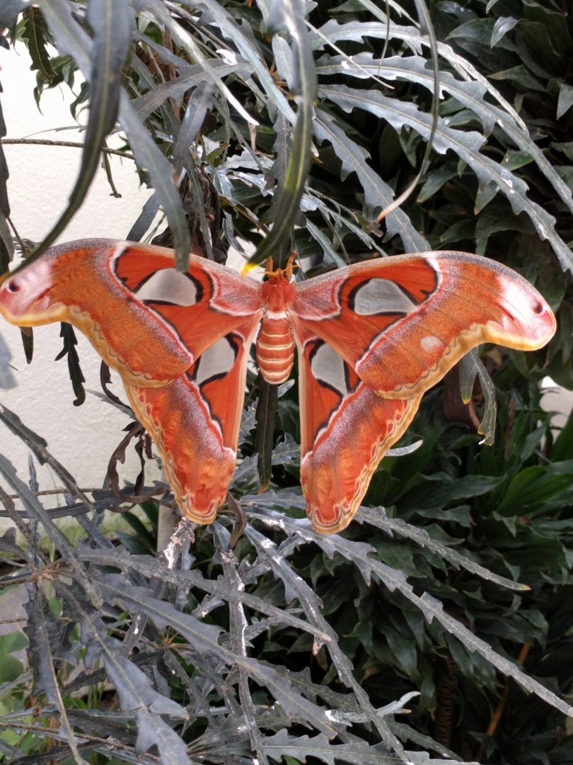 Giant Atlas moth
