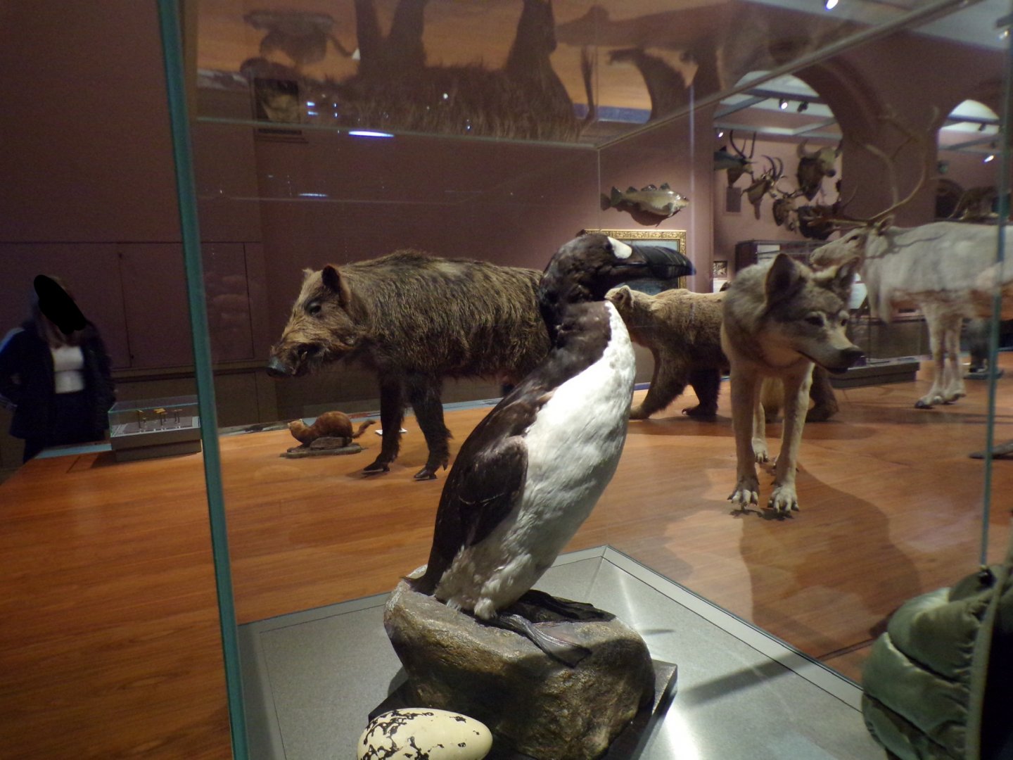 Giant auk Taken in Kelvingrove museum) 12.2.24