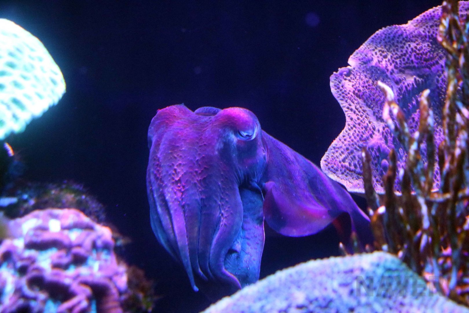 Giant Australian cuttlefish, June 2016