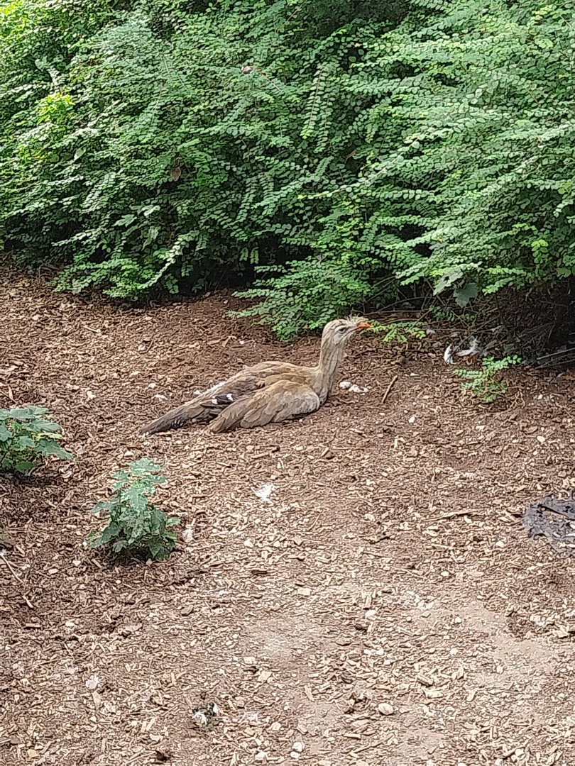 Giant aviary - Red-legged seriema (Cariama cristata)