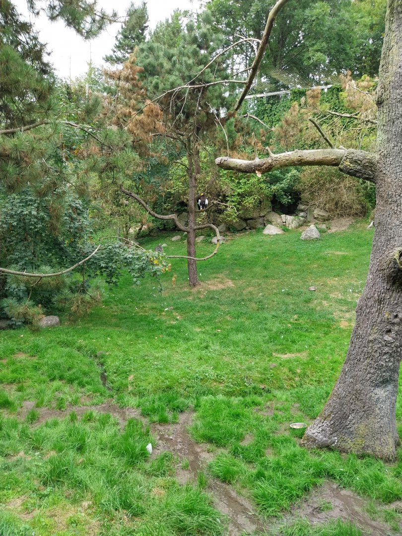 Giant aviary - Steller's sea eagle (Haliaeetus pelagicus)