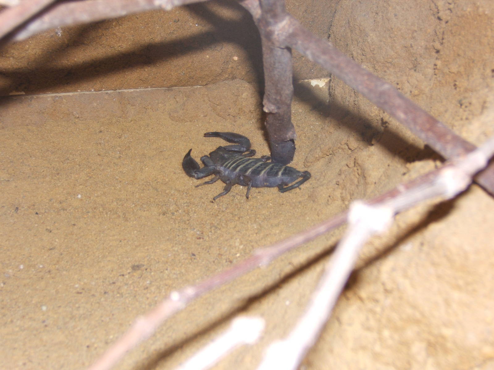 Giant Banded Flat Rock Scorpion (Hadogens bicolor)