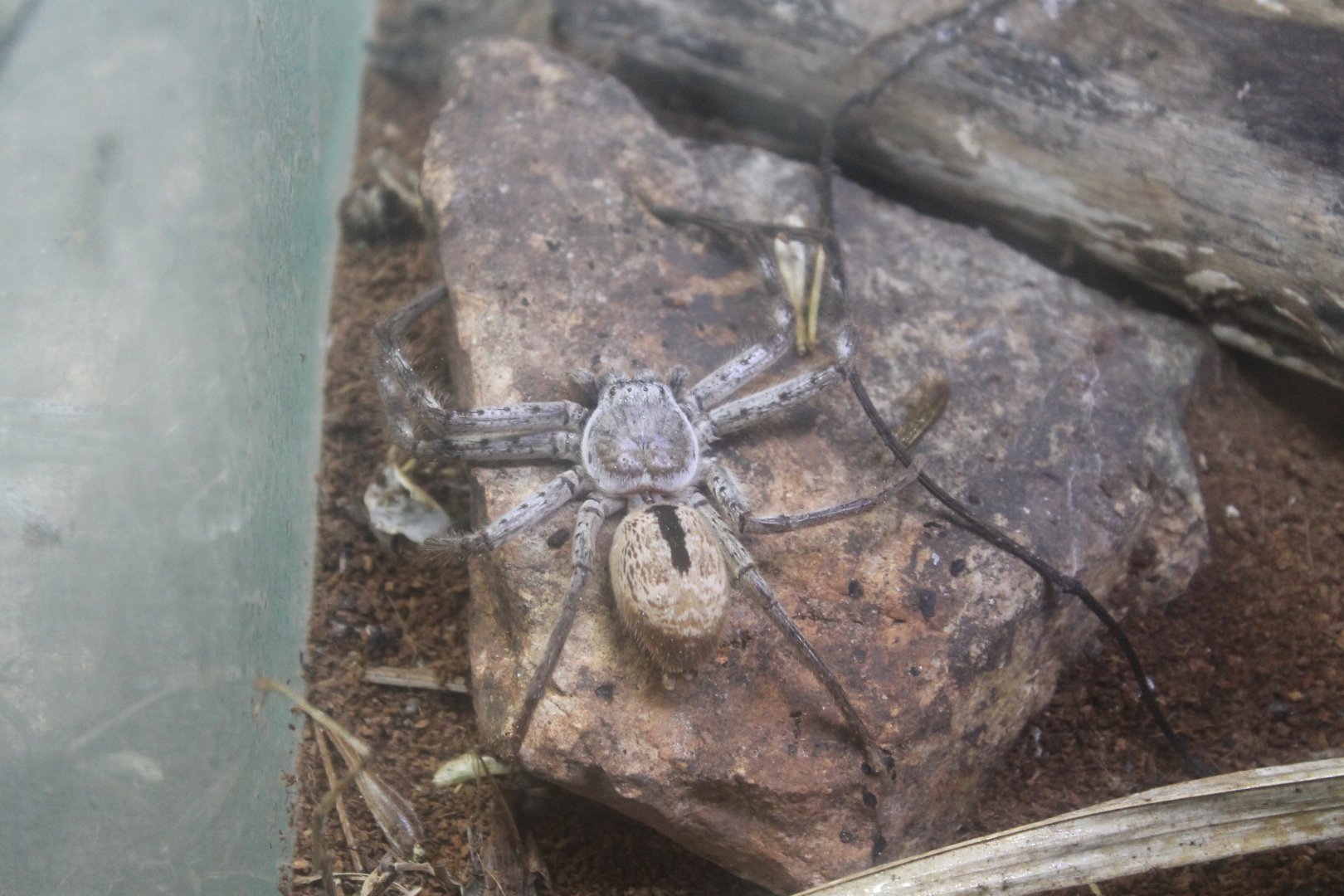 Giant Banded Huntsman (Holconia immanis)