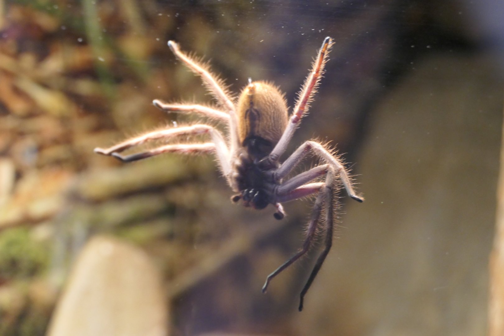 Giant Banded Huntsman (Holconia immanis)