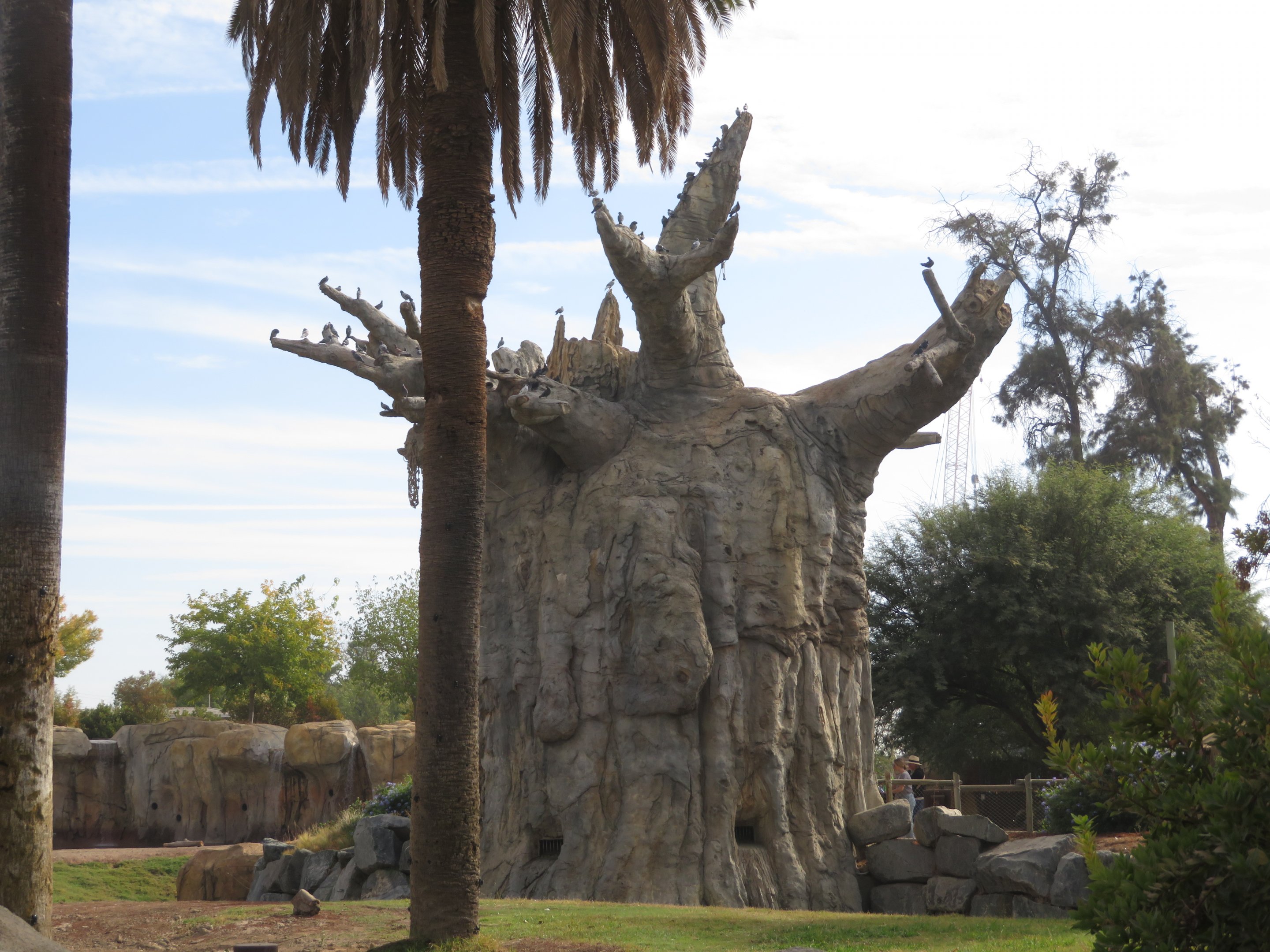 Giant Baobab w/ Pigeon Flock