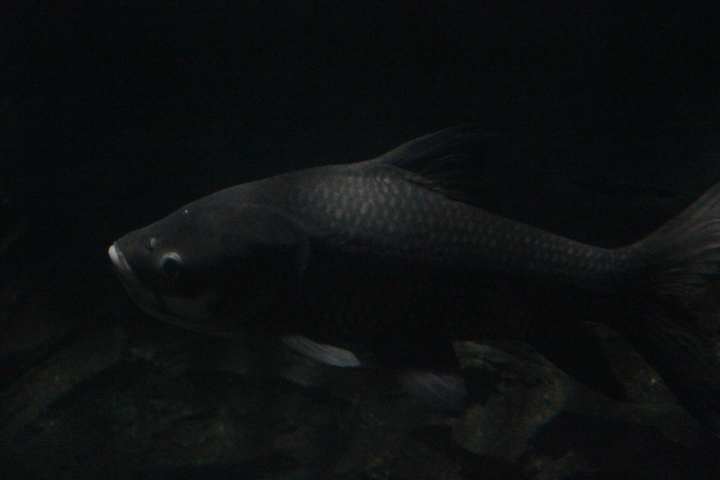 Giant barb (Catlocarpio siamensis)