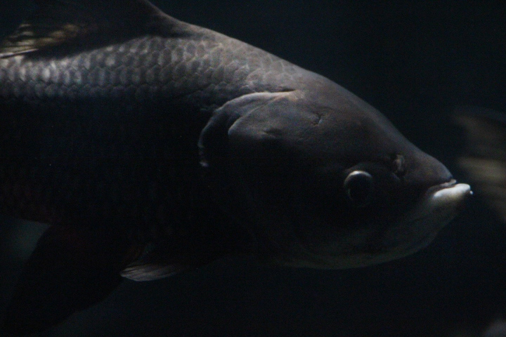 Giant barb (Catlocarpio siamensis)