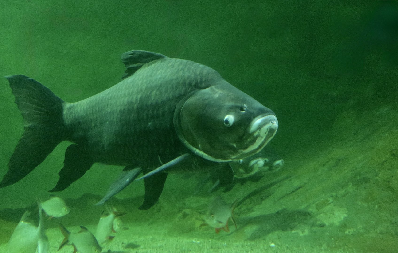 Giant Barb (Catlocarpio siamensis)