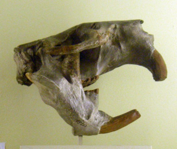 Giant Beaver (Castoroides ohioensis)