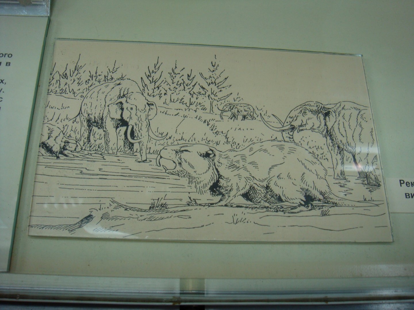 Giant beaver (Trogontherium) reconstruction