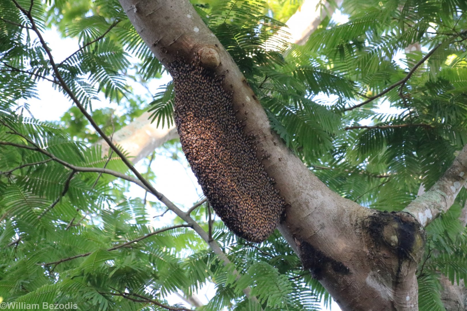 Giant Bee Hive - Bang Pra Non-hunting Area