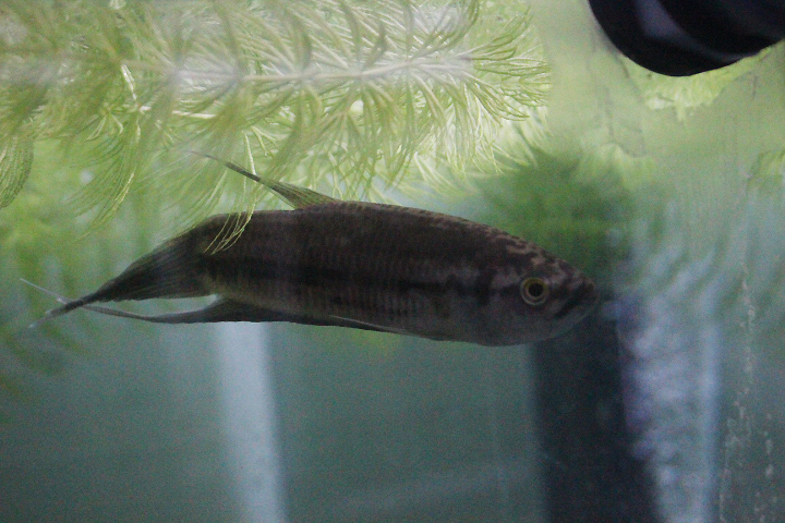 Giant betta (Betta anabatoides) - PCBA