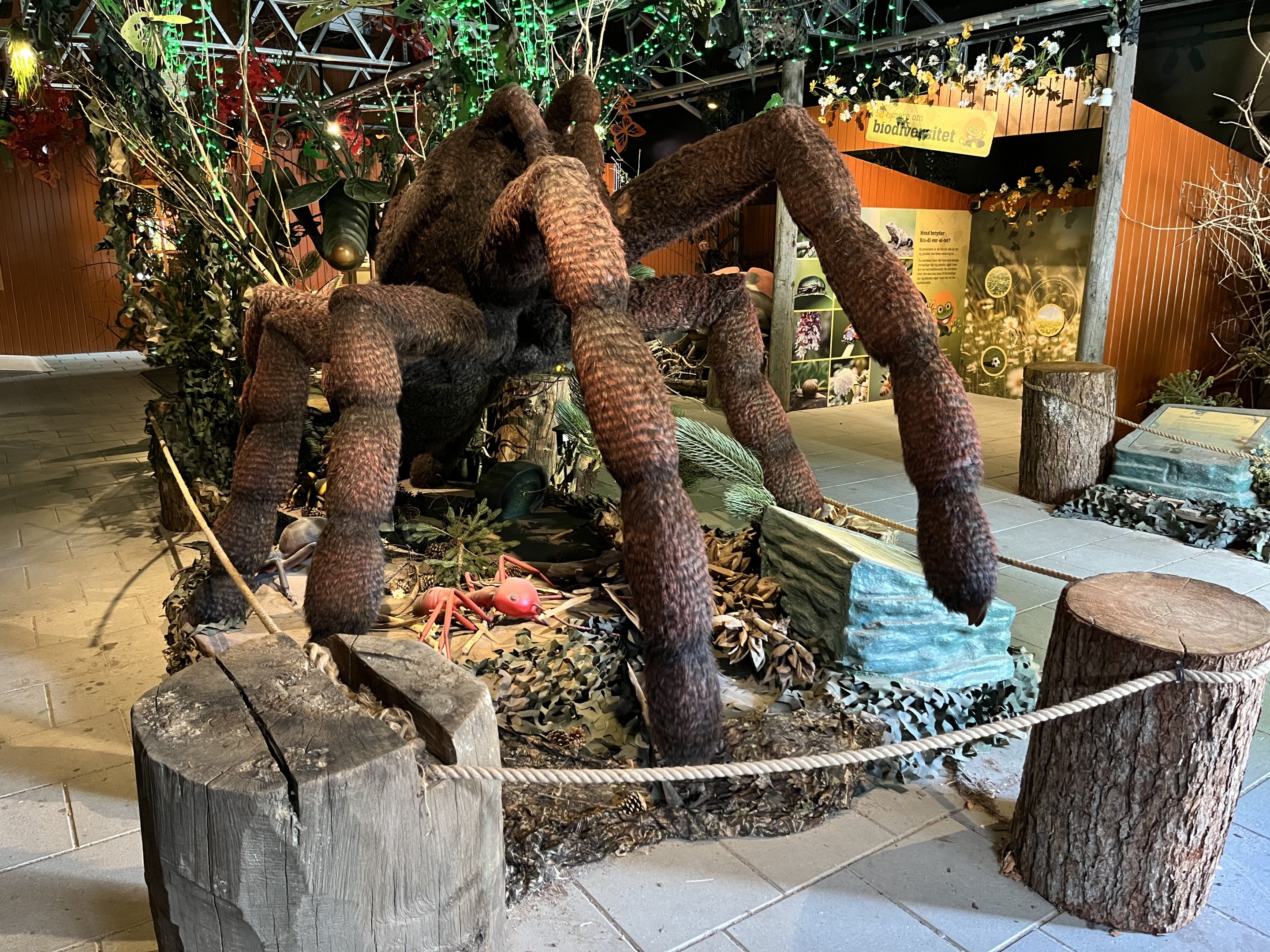 Giant Bird-eating Spider