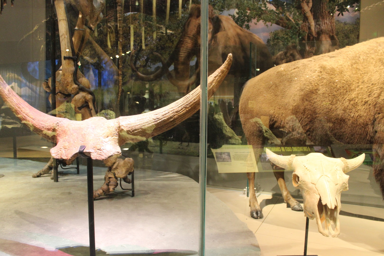 Giant Bison Horns vs. American Bison Skull (B. Latifrons) (B. bison)