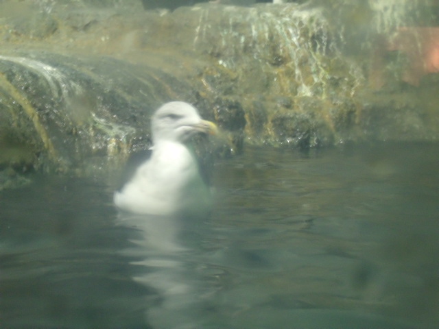 Giant Black-Backed Gull