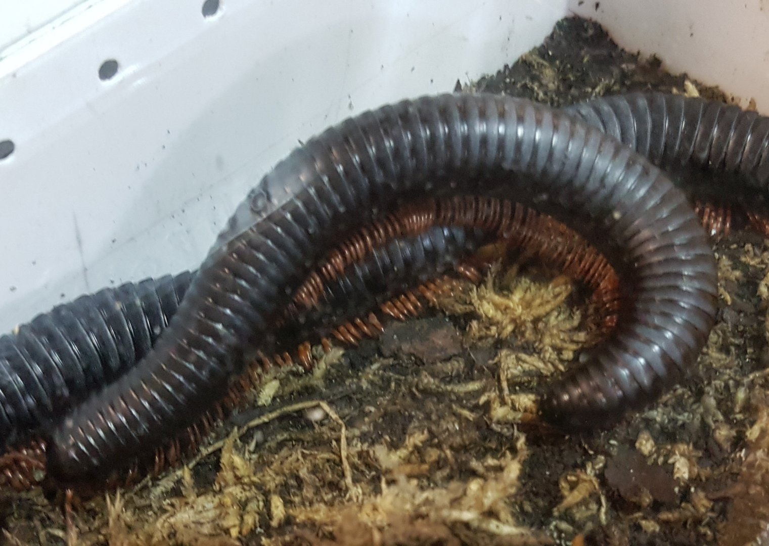 Giant black millipede - Mardonius parilis
