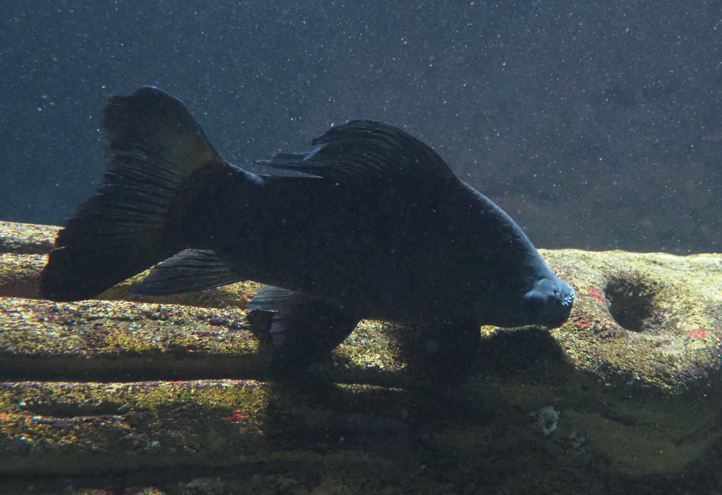 Giant black sharkminnow (Labeo chrysophekadion), 2019-12-30