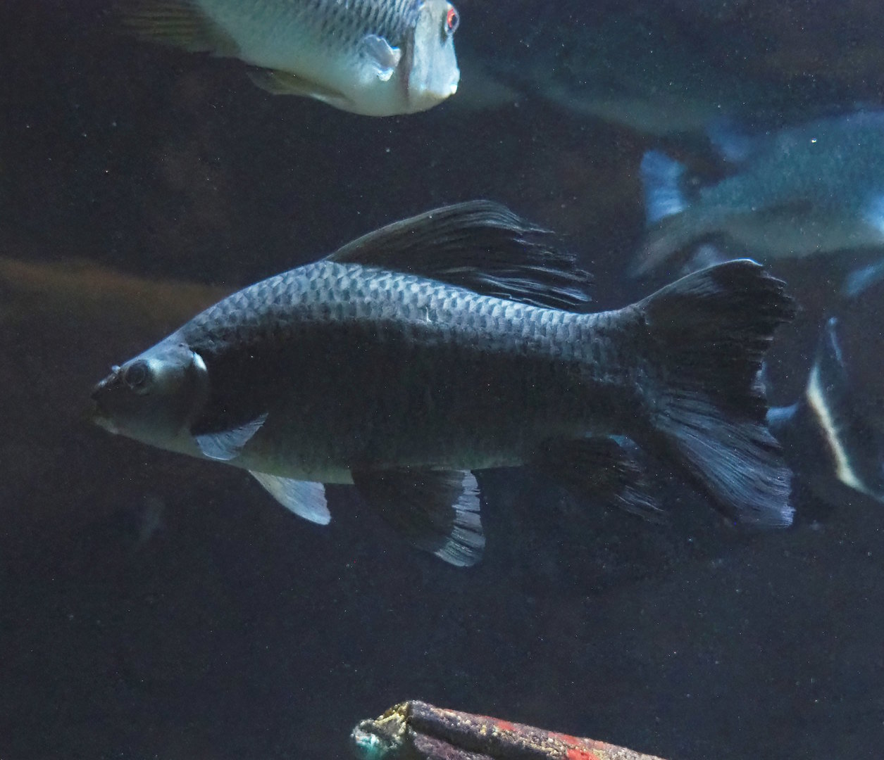 Giant black sharkminnow (Labeo chrysophekadion), 2022-08-16