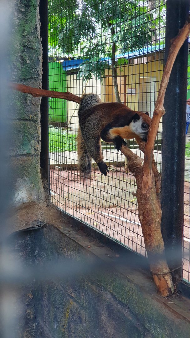 Giant Black Squirrel (Ratufa bicolor) - Taru Jurug Zoo