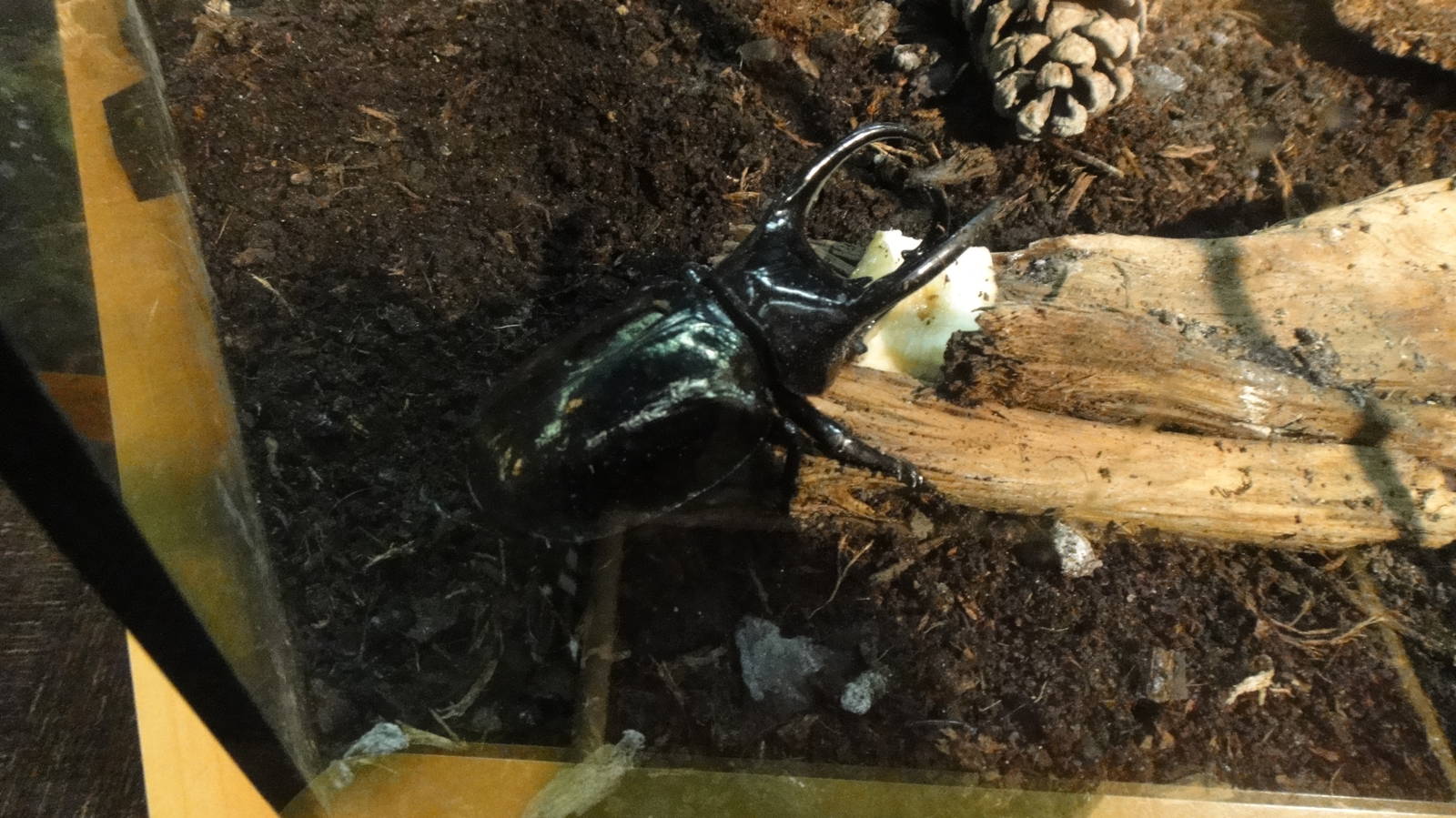Giant black stag beetle at Museum of life and science 2015-1-31