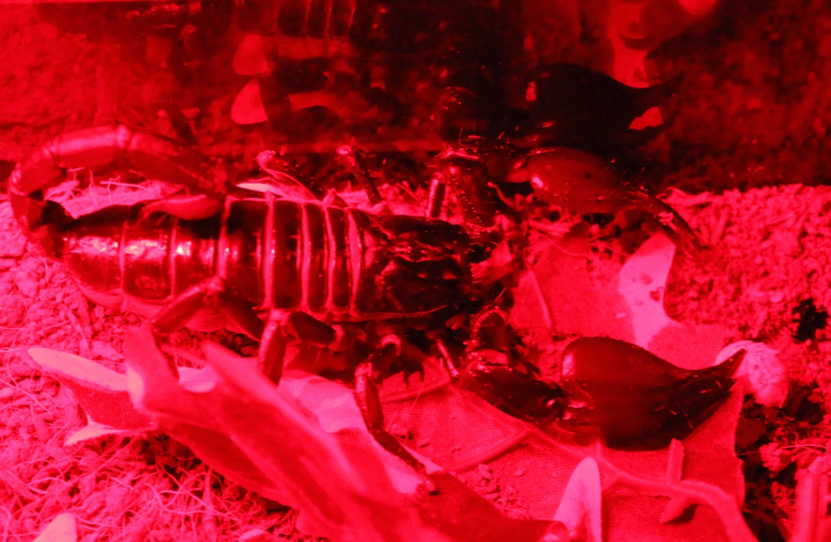 Giant blue scorpion - Heterometrus spinifer