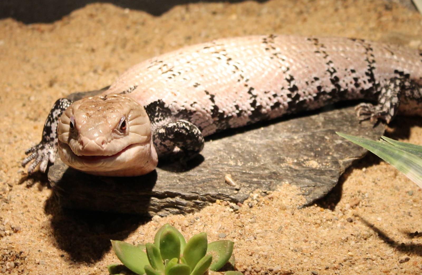 Giant blue-tongued skink