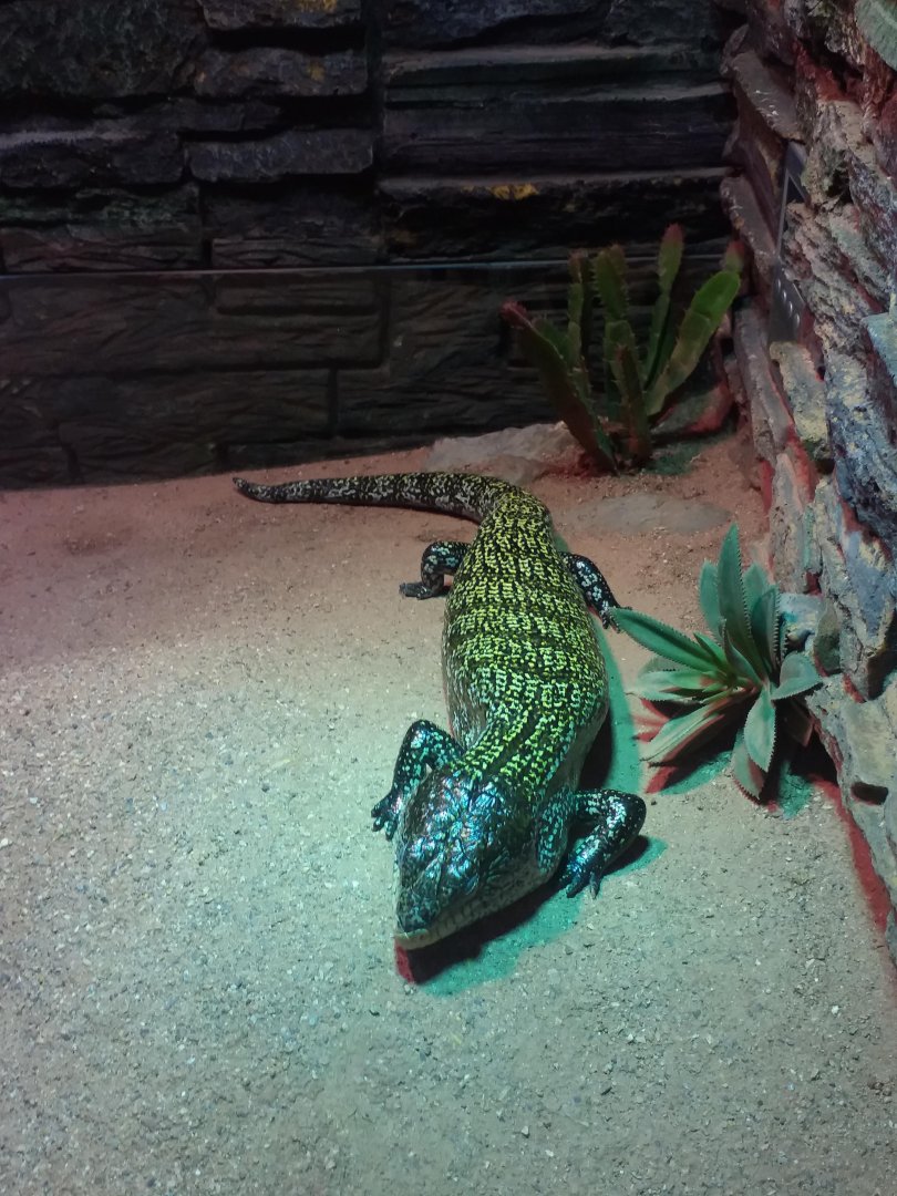 Giant blue-tongued skink
