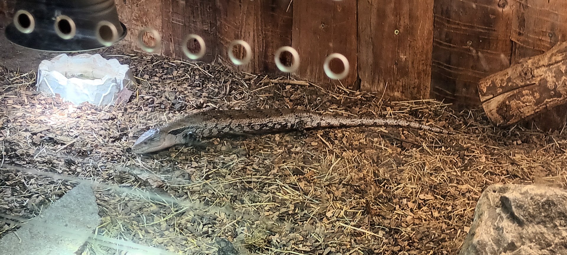 Giant blue toungued Skink
