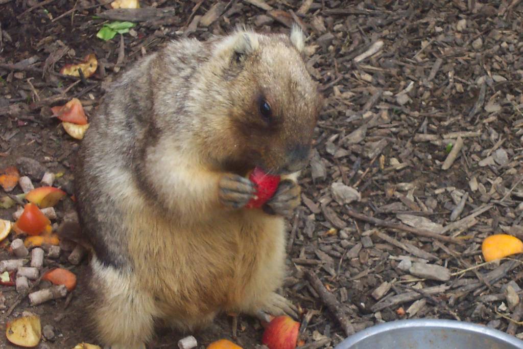 Giant/Bobak marmot