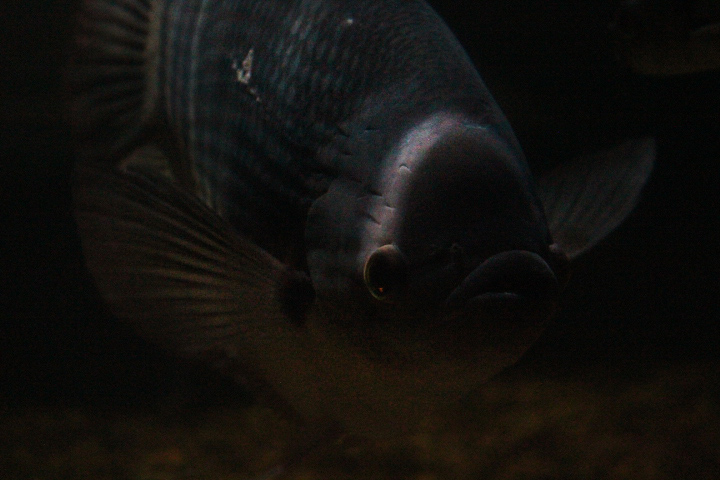 Giant Bornean gourami (Osphronemus septemfasciatus)