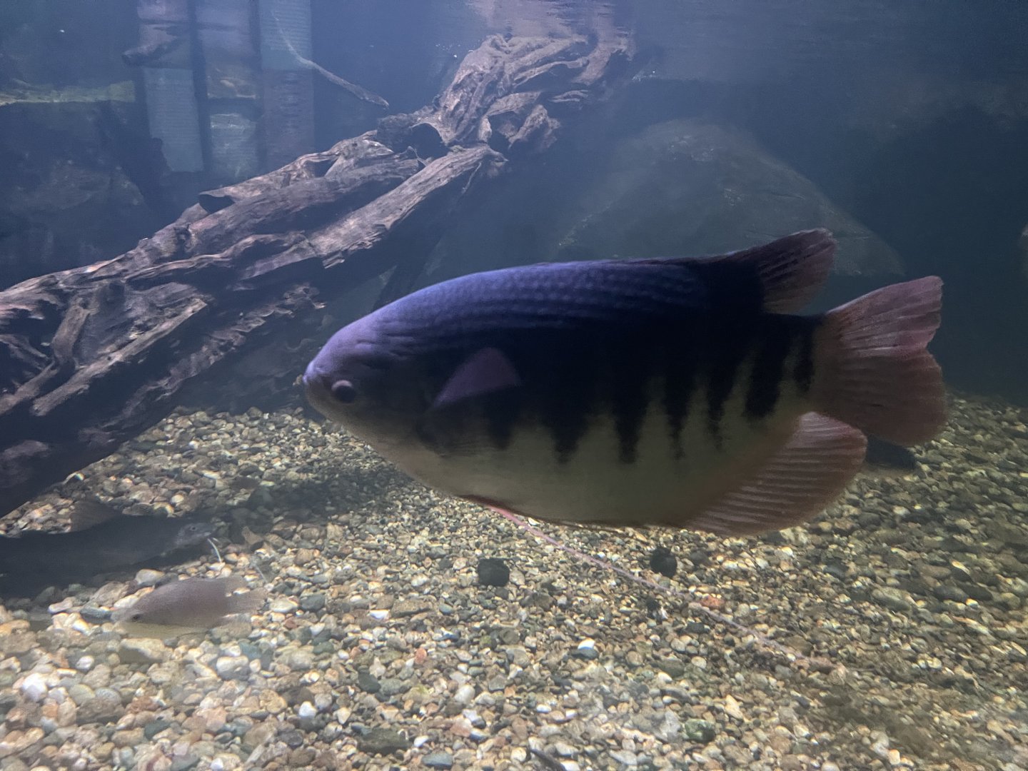 giant borneo gourami (osphronemus septemfasciatus) - dunia air tawar
