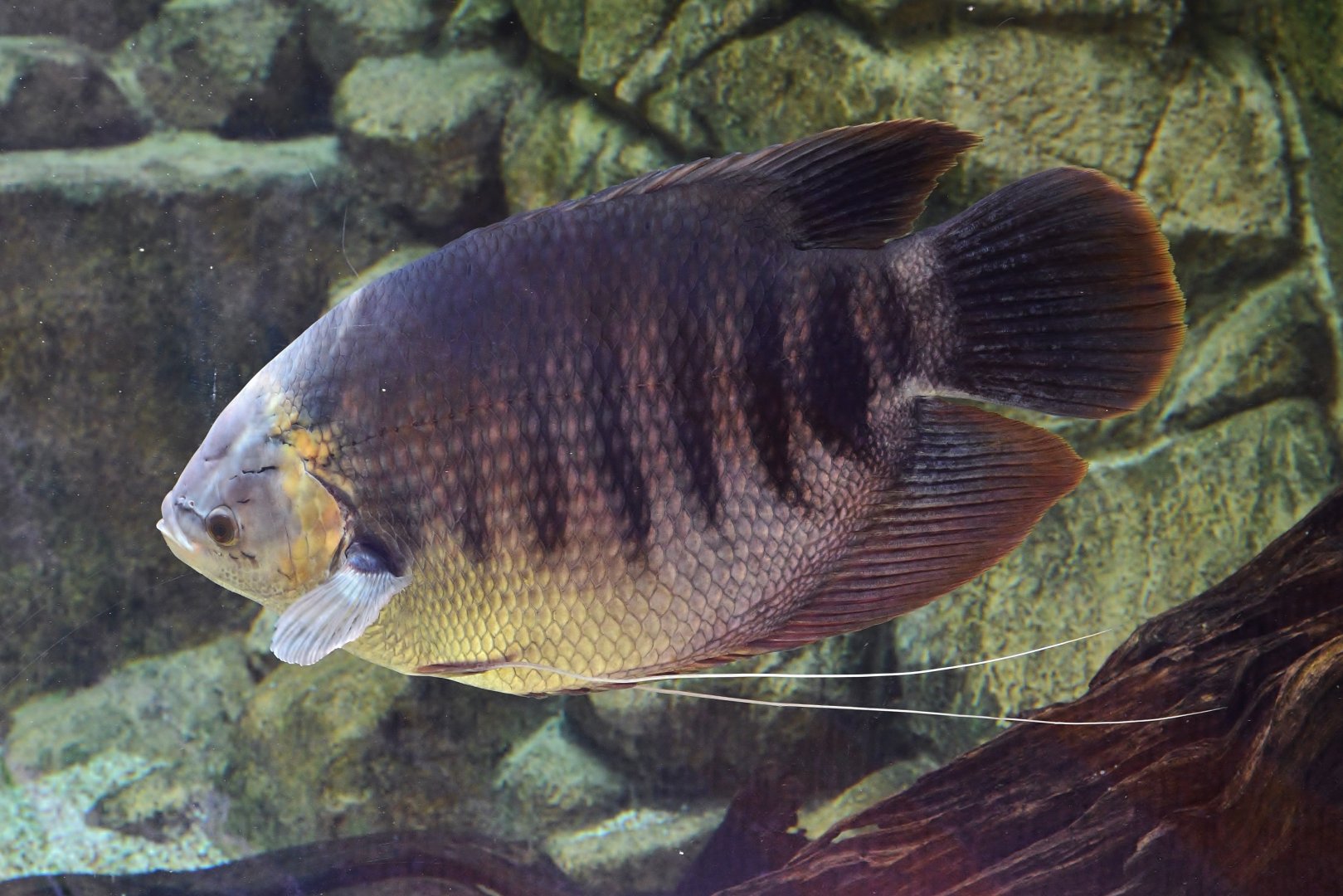 Giant Borneo Gourami (Osphronemus septemfasciatus)