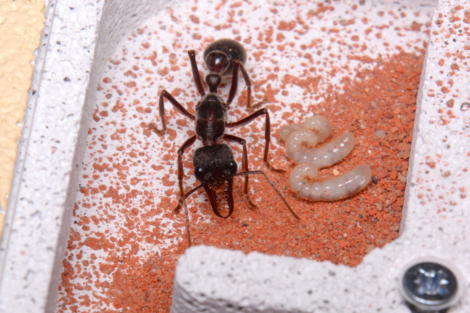 Giant brown bulldog ant (Myrmecia pyriformis)