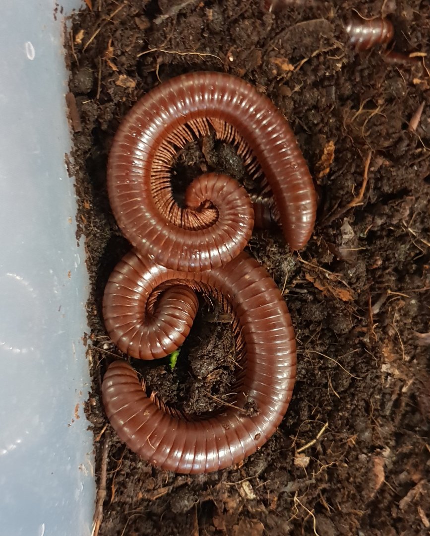 Giant brown millipedes - Ophistrephus guineensis