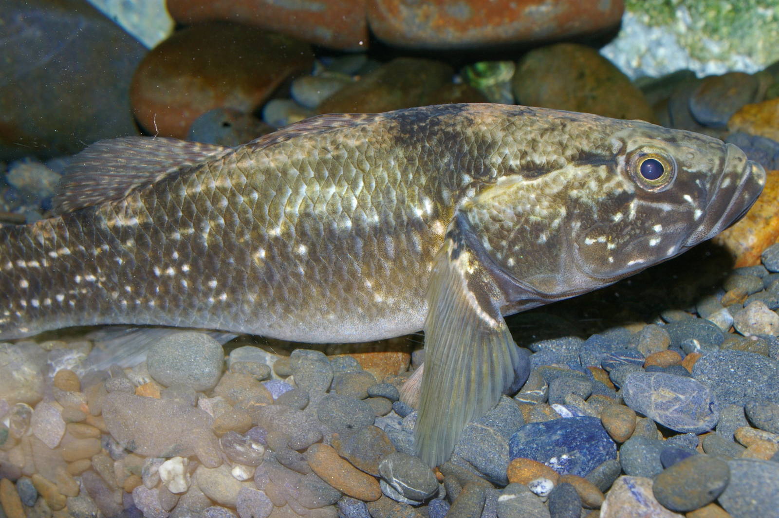 giant bully (Gobiomorphus gobioides)