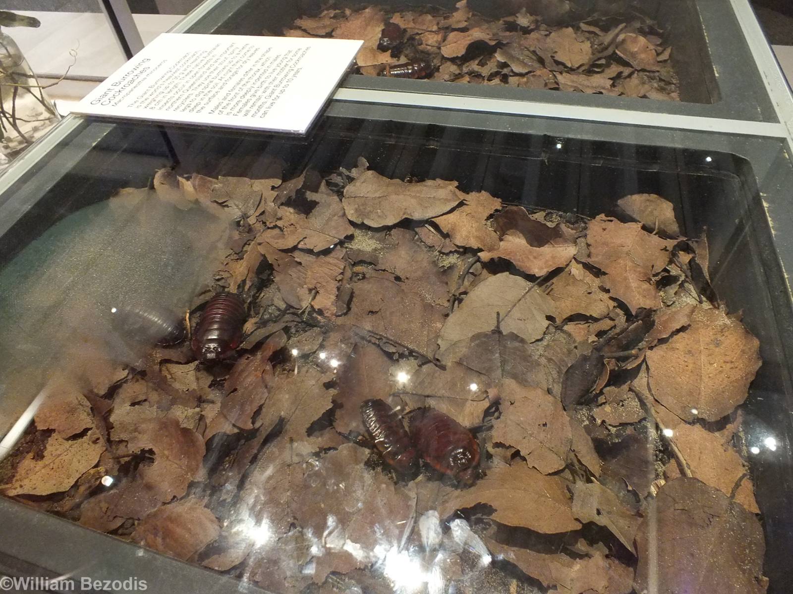 Giant Burrowing Cockroach Enclosure - Queensland Museum
