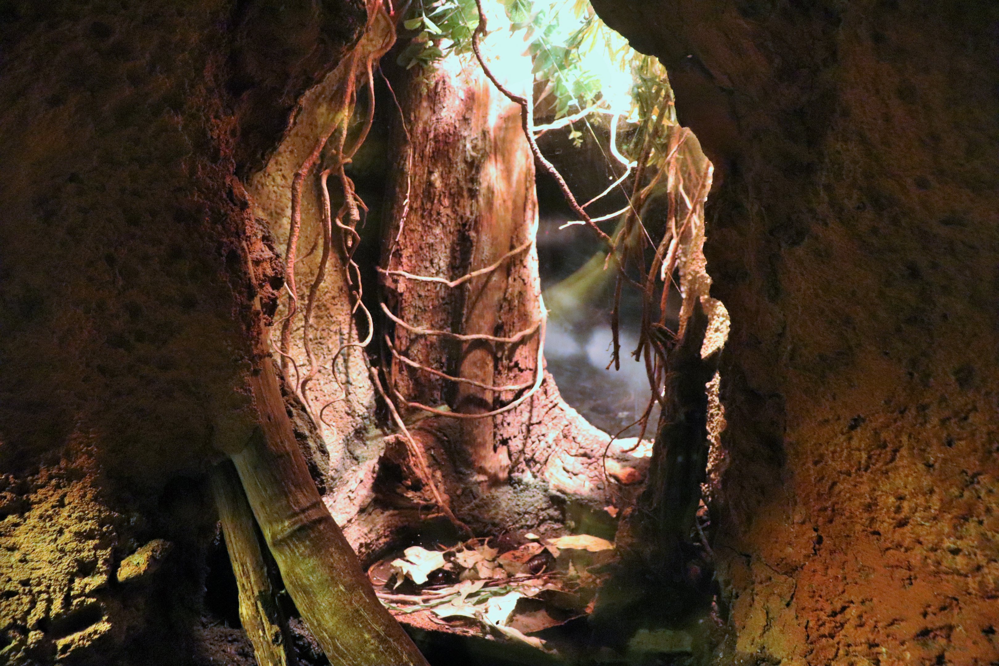 Giant Burrowing Cockroach Enclosure