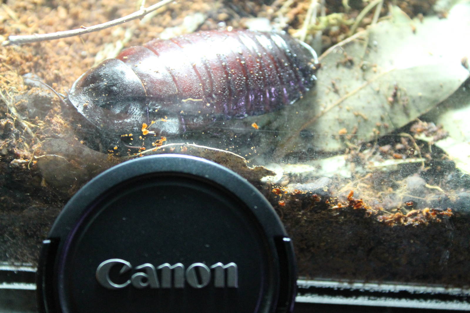 giant burrowing cockroach (Macropanesthia rhinoceros)