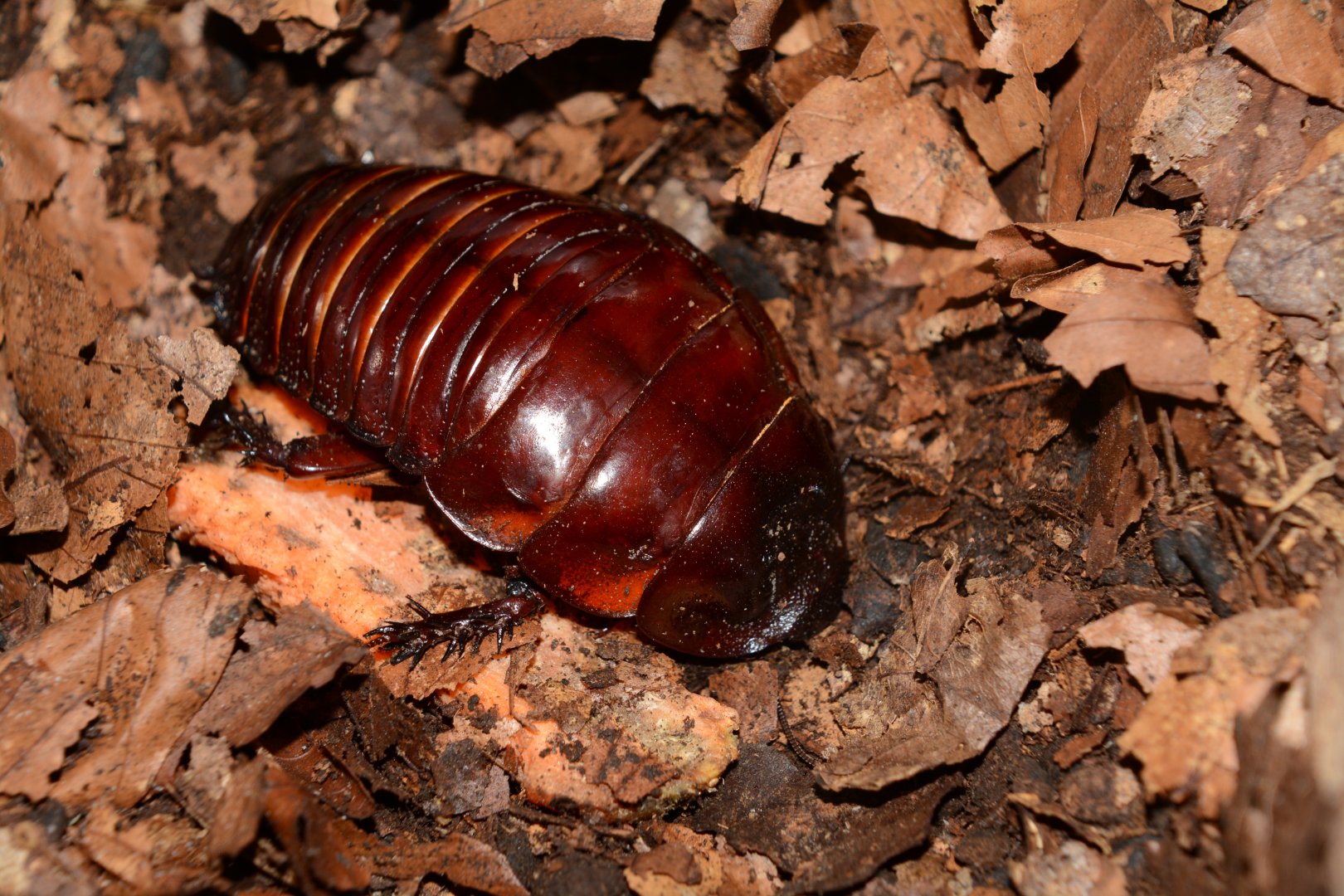 Giant burrowing cockroach (Macropanesthia rhinoceros)