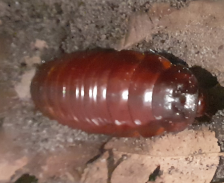 Giant Burrowing Cockroach - Queensland Museum