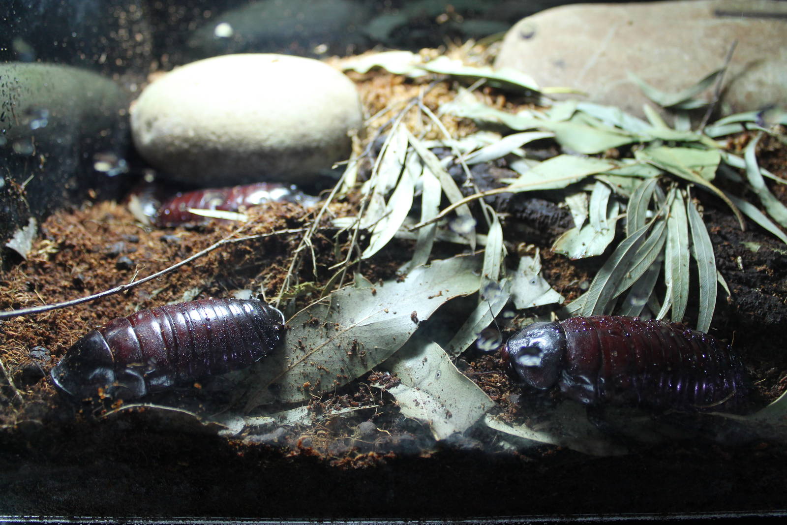 giant burrowing cockroaches (Macropanesthia rhinoceros)