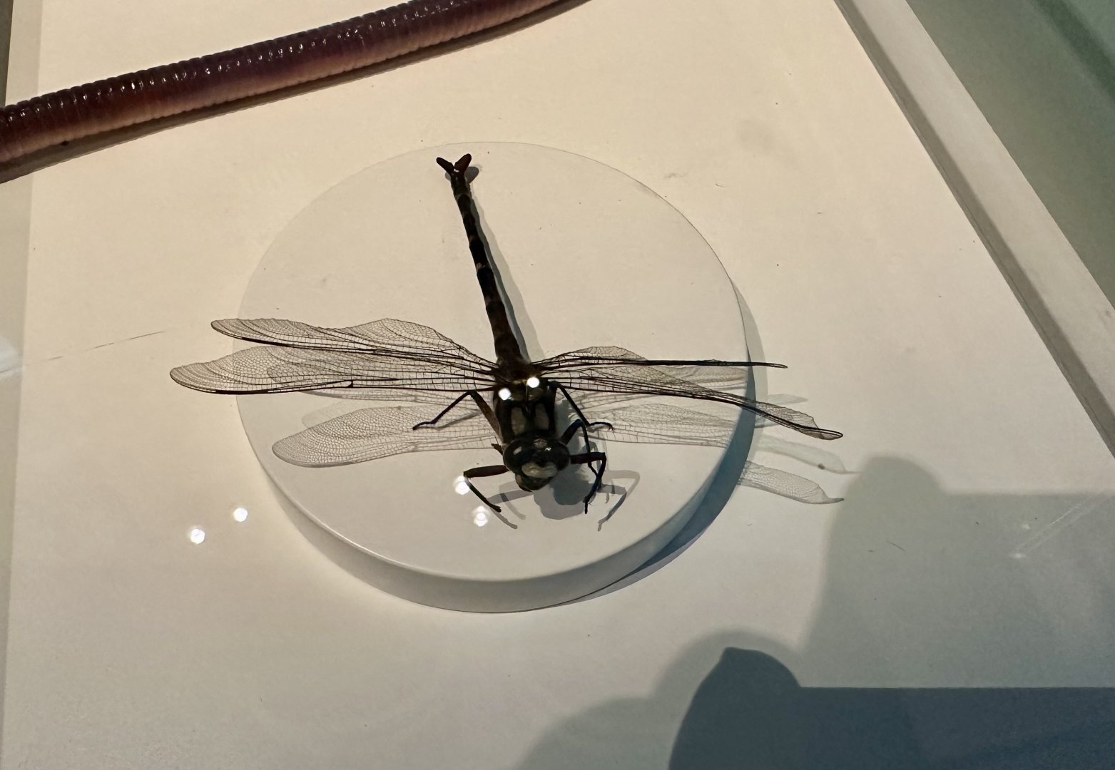 Giant bush dragonfly (Uropetala carovei)