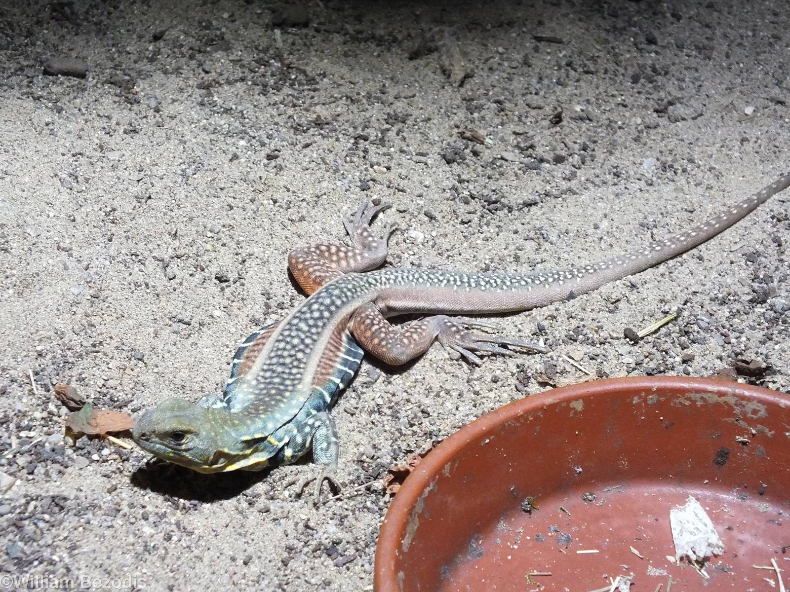Giant Butterfly Agama