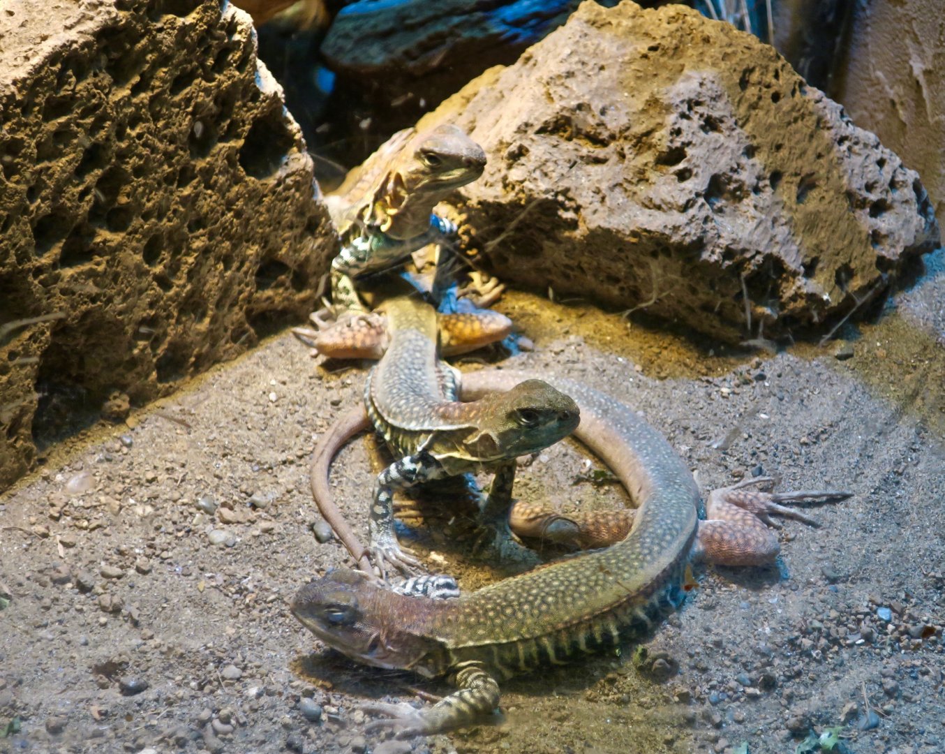 Giant Butterfly Lizard (Leiolepis guttata)