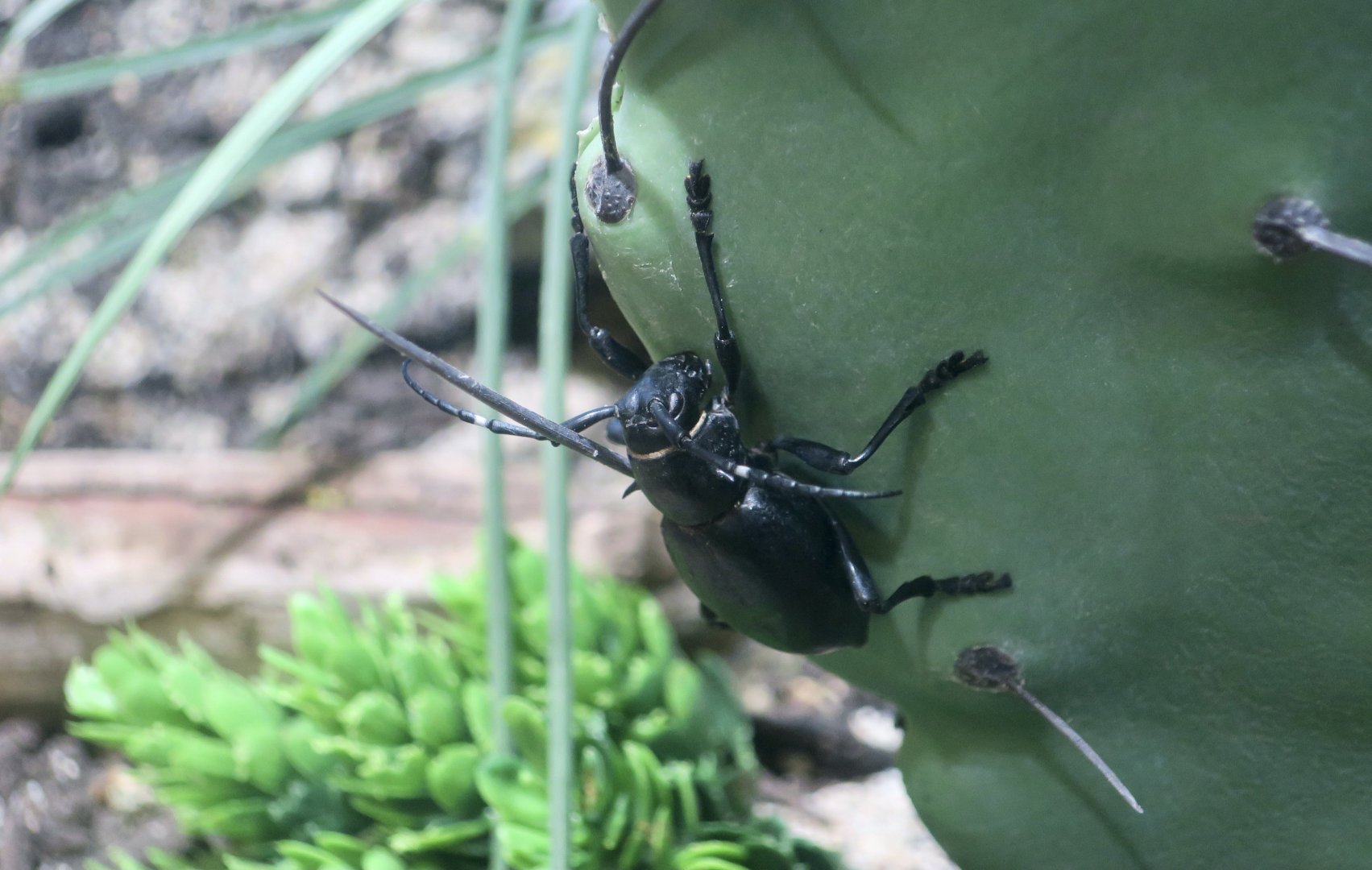 Giant Cactus Longhorn Beetle (Moneilema gigas)
