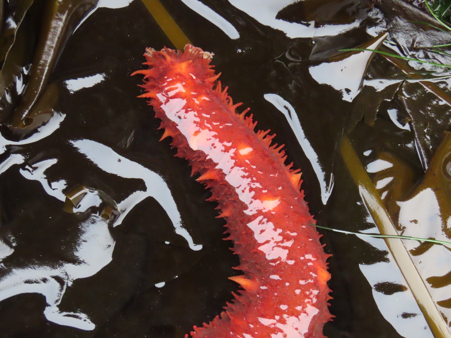 Giant California Sea Cucumber (Apostichopus californicus)
